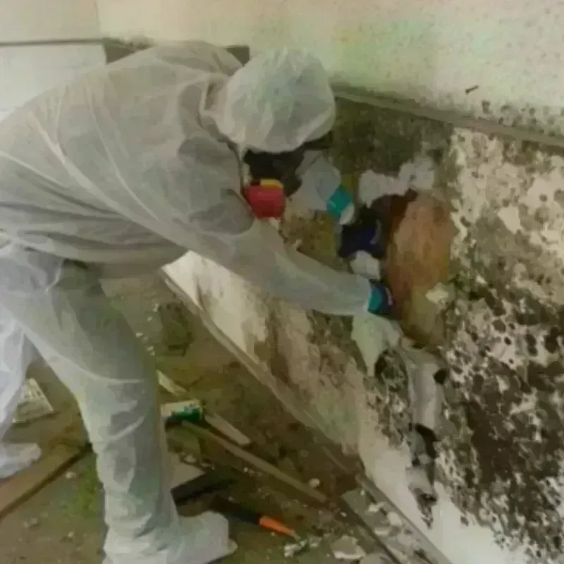 Mold Remediation and Removal in Preston, GA